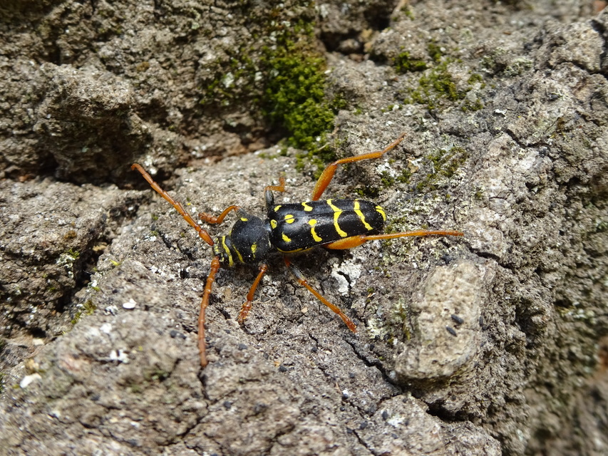 Plagionotus arcuatus - bársonyos darázscincér