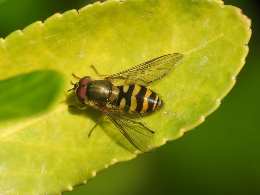 Syrphus