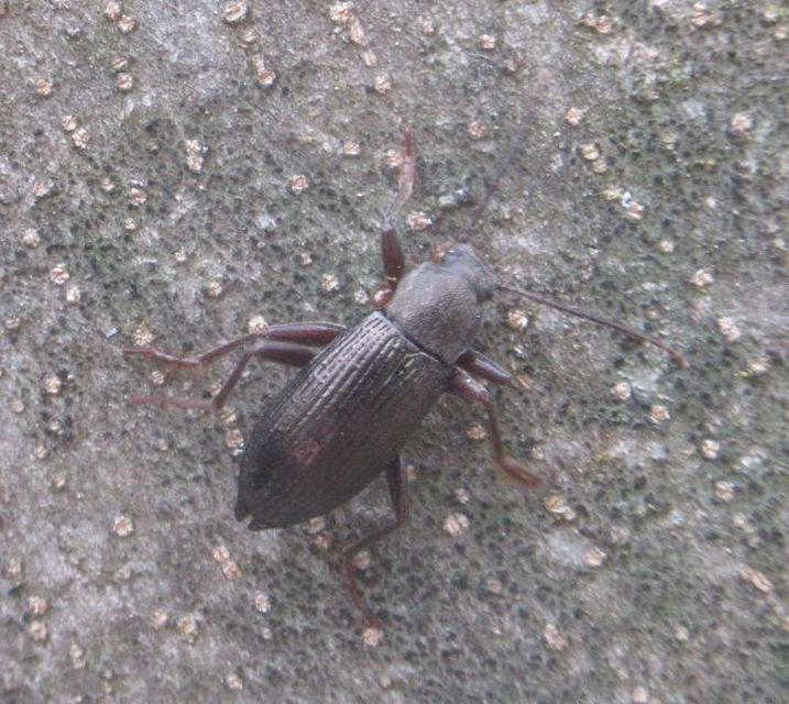 Stenomax aeneus - bronzos gyászbogár