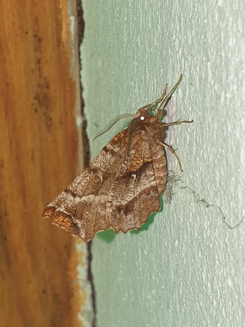 Selenia dentaria - kétfoltos holdasaraszoló