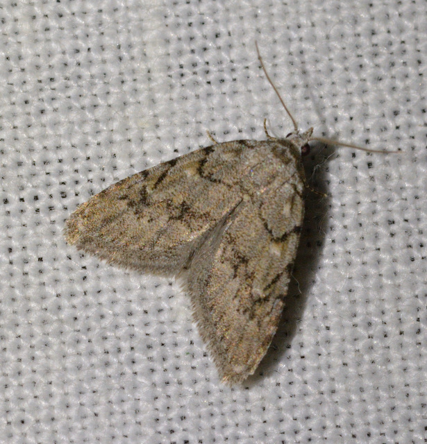 Nola cicatricalis - szürke pamacsosszövő