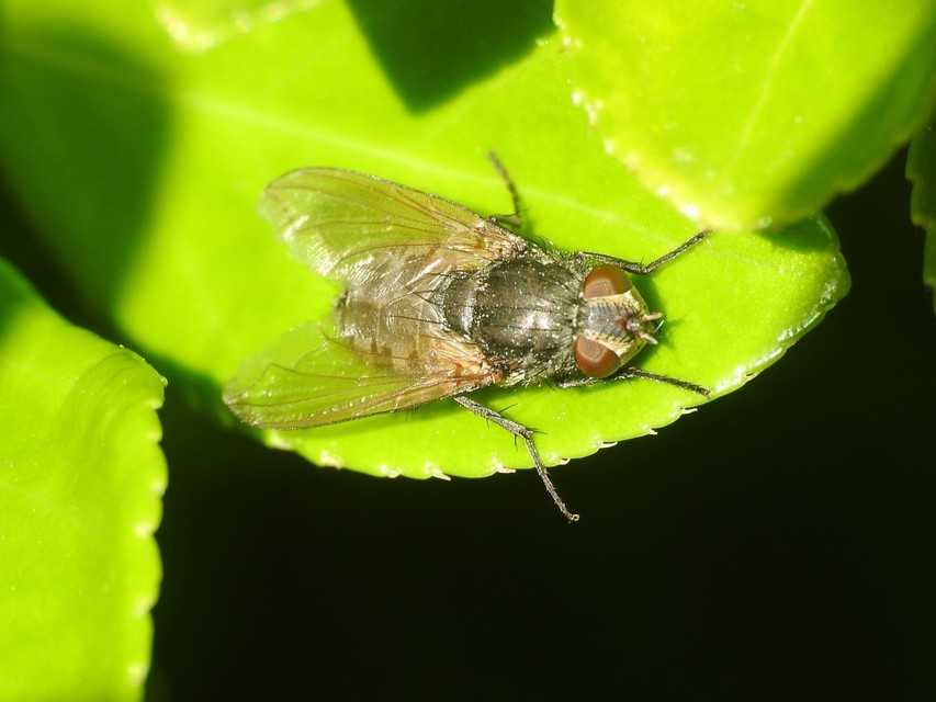 Pollenia