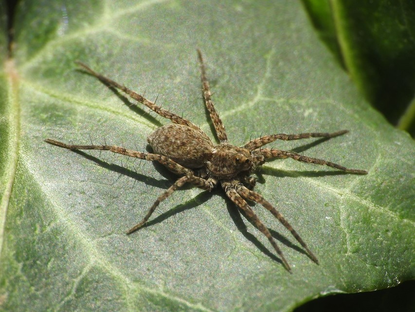 Pardosa