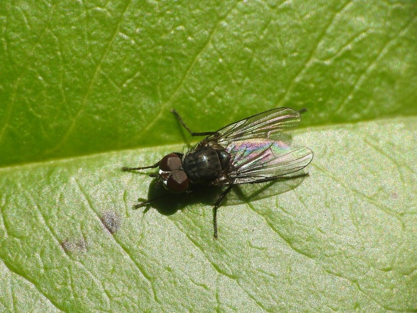 Anthomyiidae - viráglegyek
