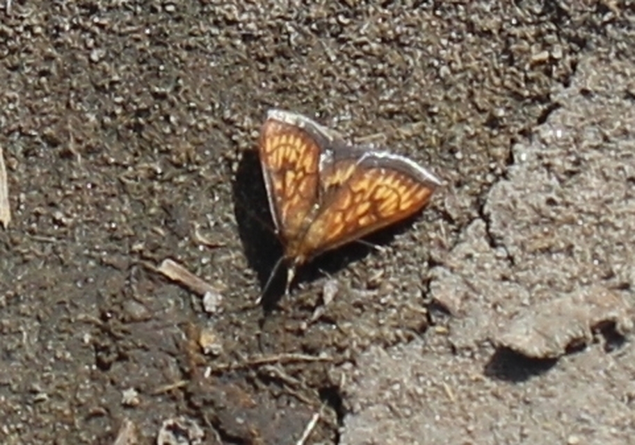 Ecpyrrhorrhoe rubiginalis - rozsdavörös tűzmoly