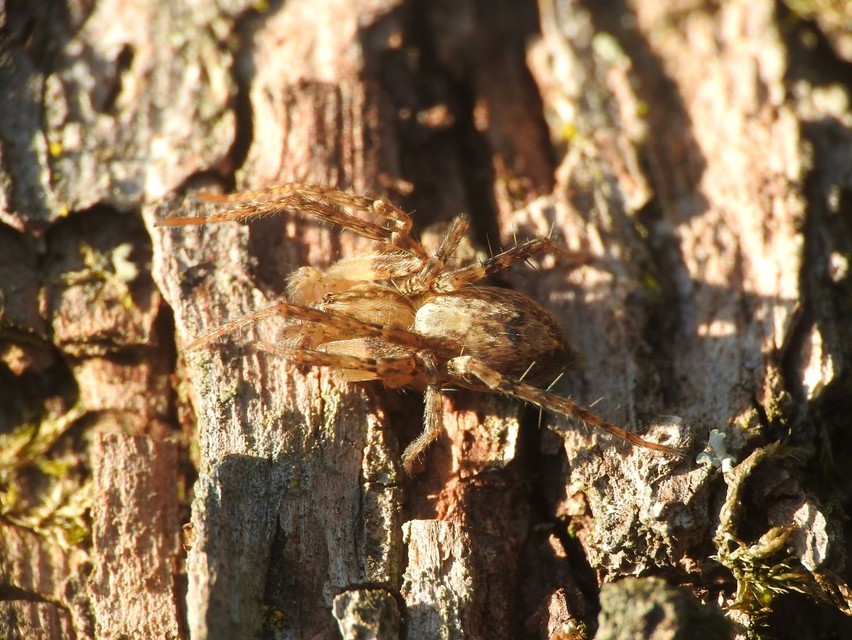 Anyphaena accentuata - jegyespók