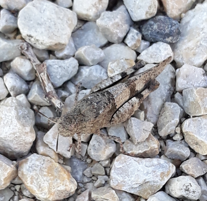 Oedipoda caerulescens - kékszárnyú sáska