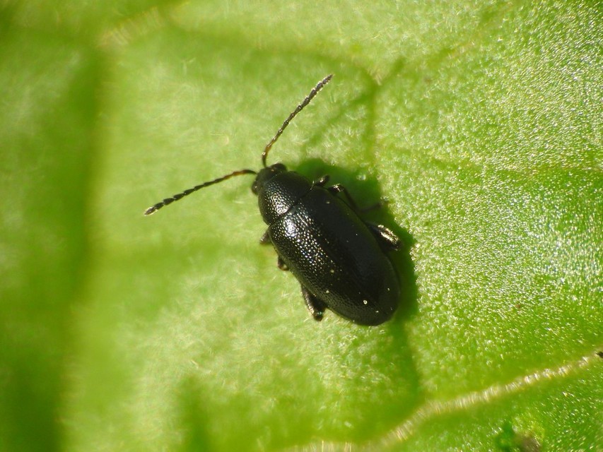 Phyllotreta