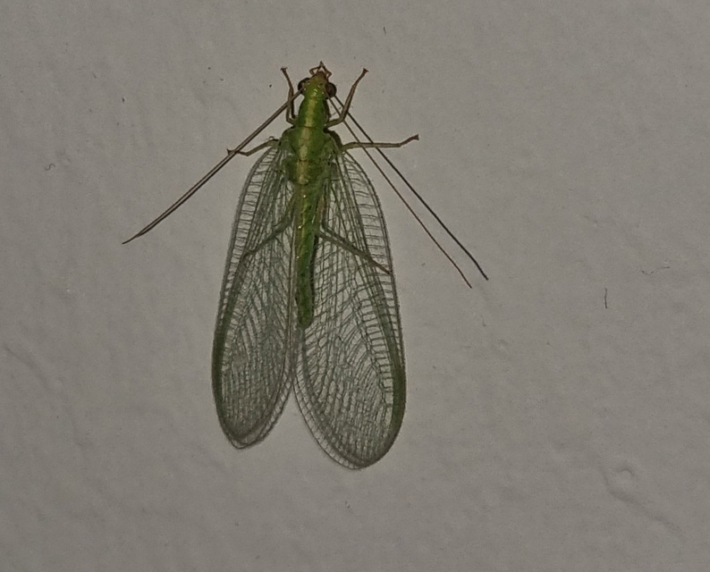 Chrysopidae - zöldfátyolkák