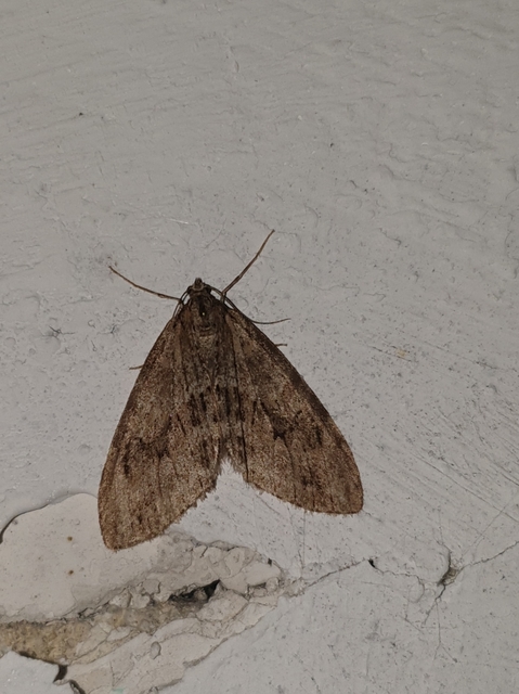 Trichopteryx polycommata - kőrisfa-lebenyesaraszoló