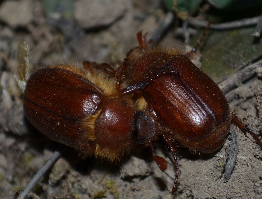 Holochelus aequinoctialis - tavaszeleji cserebogár
