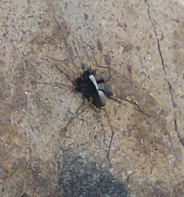 Pardosa lugubris - gyászfarkaspók