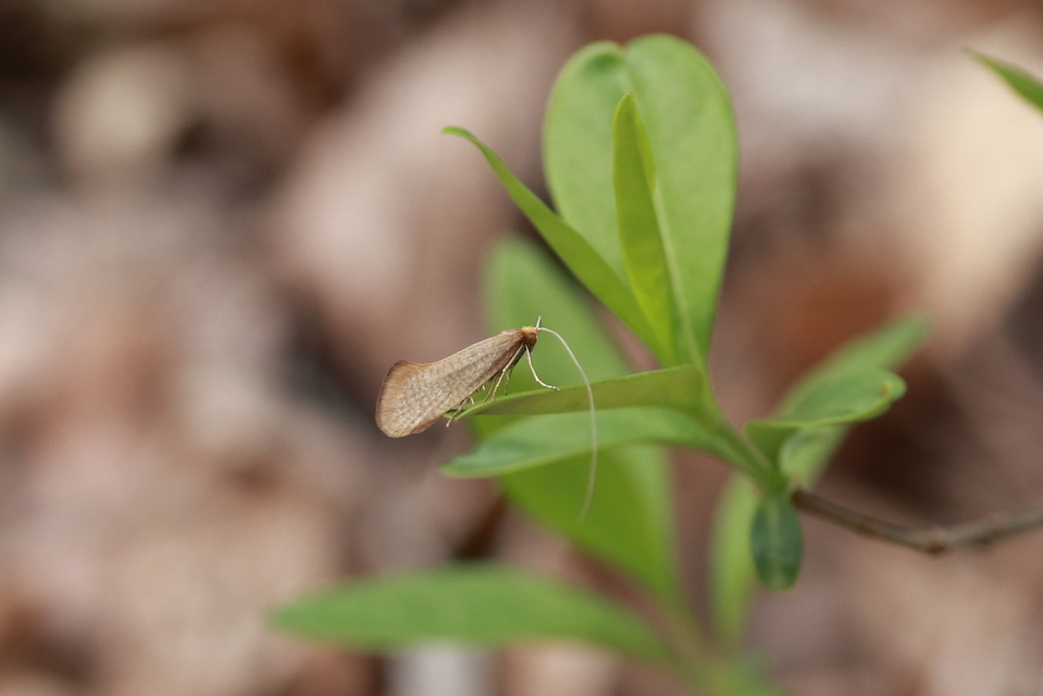 Nematopogon