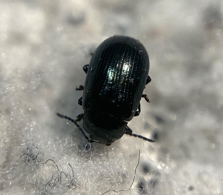 Phratora laticollis