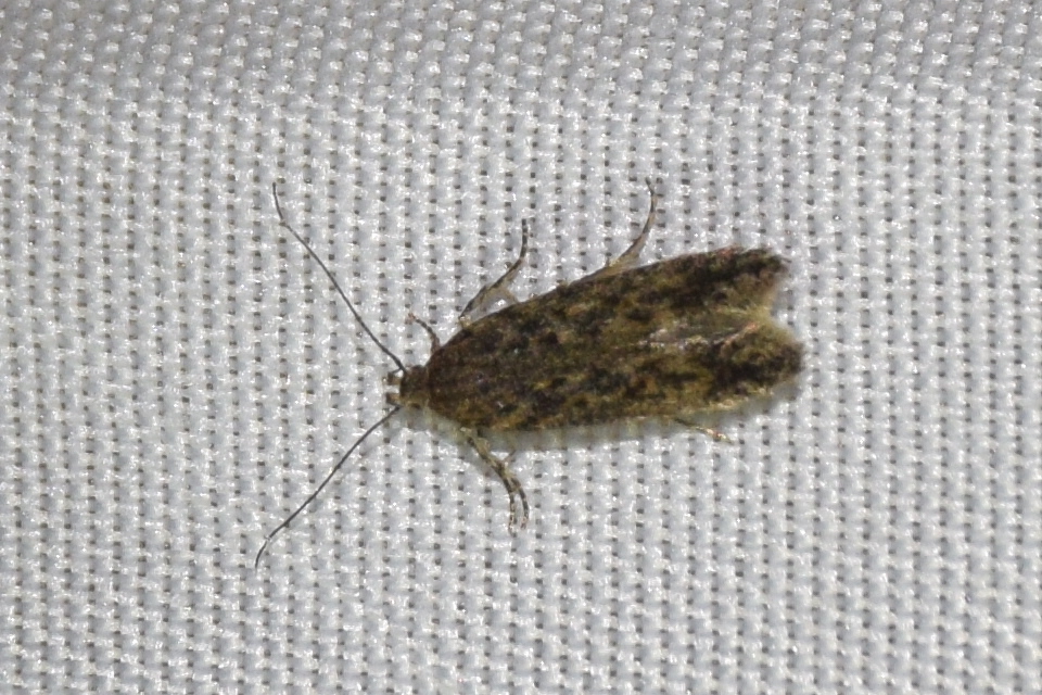 Scrobipalpa atriplicella - rozsdaszárnyú sarlósmoly