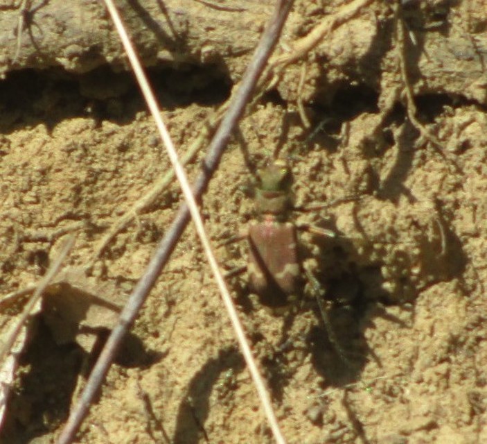 Cicindela sylvicola - erdei homokfutrinka