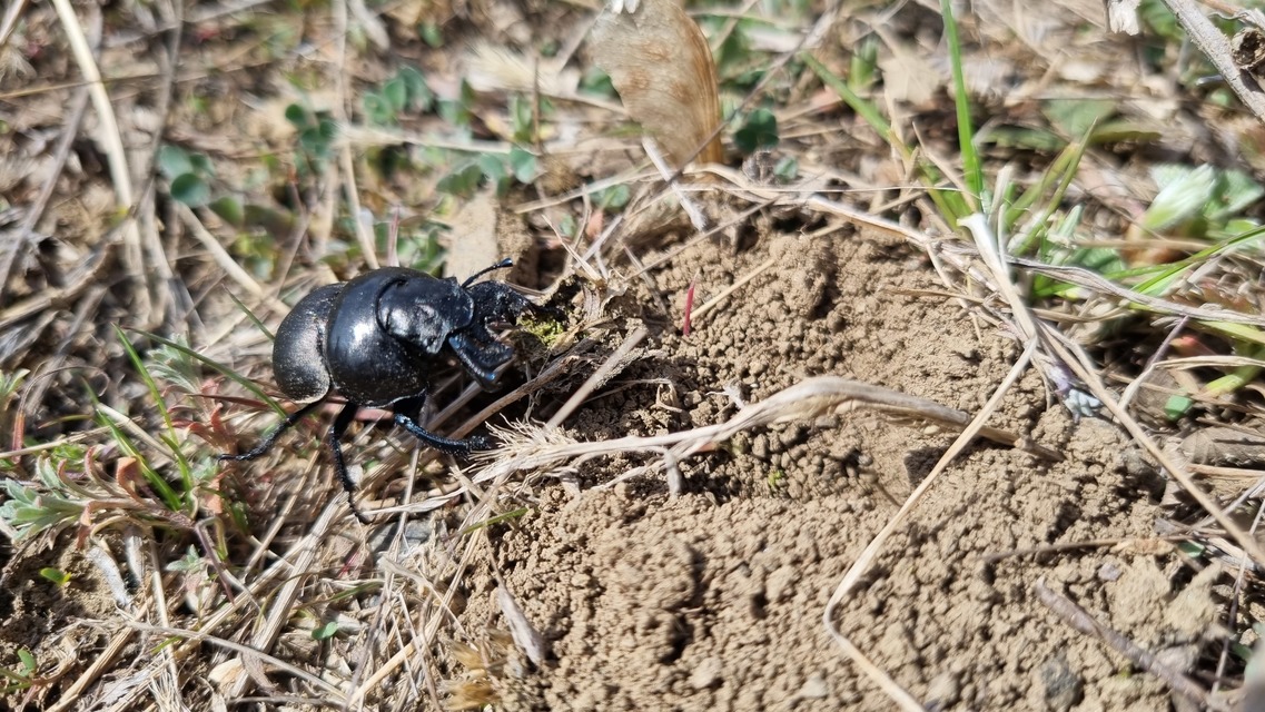 Lethrus apterus - nagyfejű csajkó
