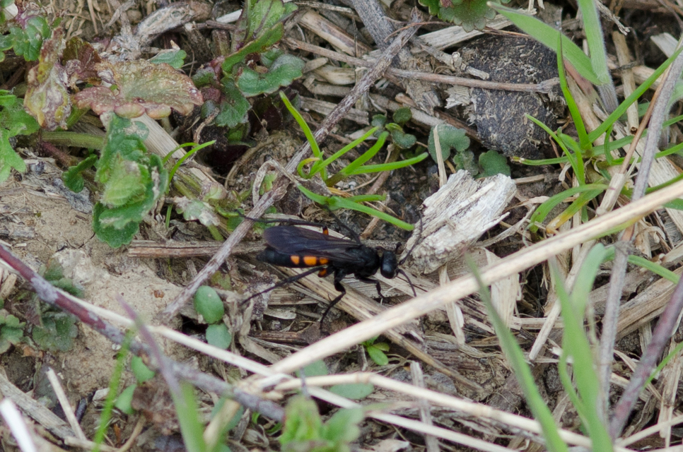Anoplius viaticus - közönséges útonállódarázs