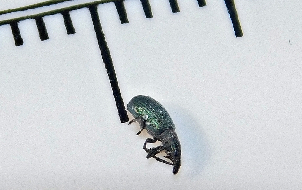 Perapion violaceum - sóska-cickányormányos Perapion violaceum - sóska-cickányormányos