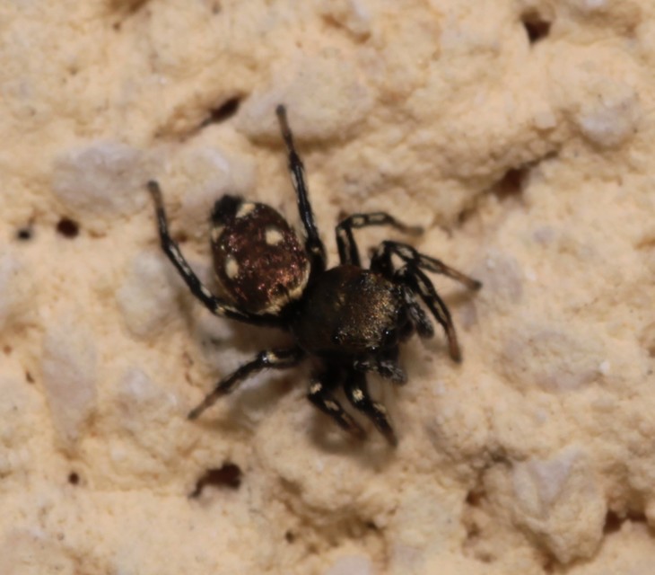 Heliophanus