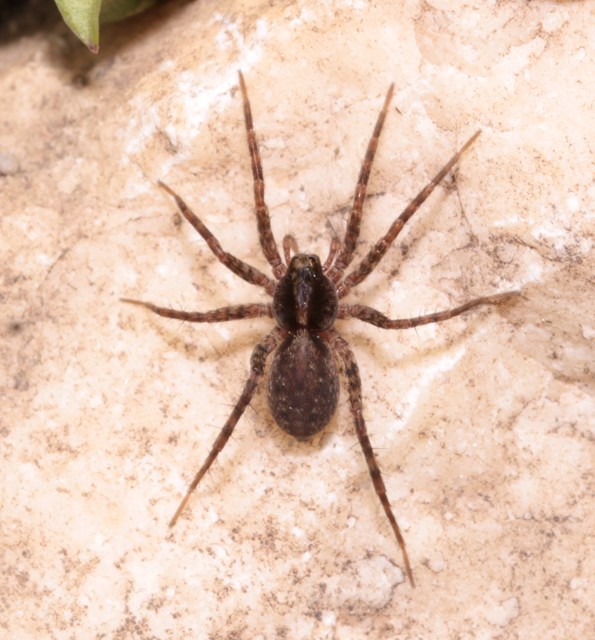 Pardosa
