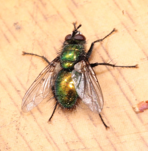 Gymnocheta viridis - aranyzöld fürkészlégy