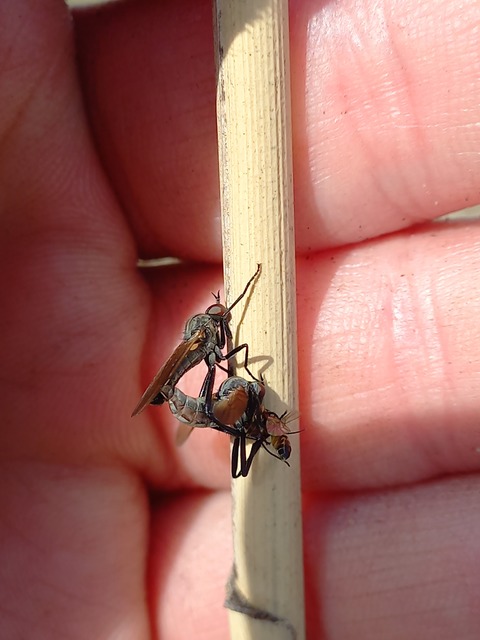 Rhamphomyia cinerascens