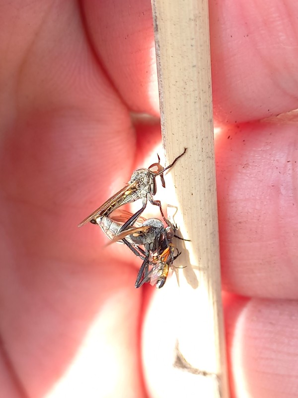 Rhamphomyia cinerascens