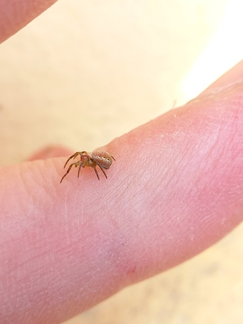 Araniella