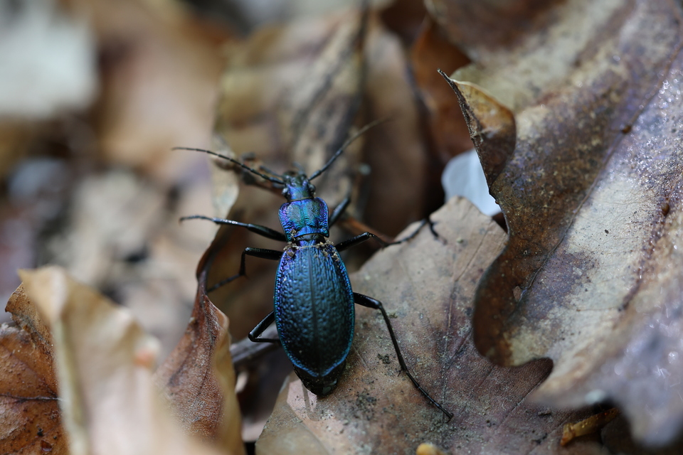 Carabus intricatus - kék laposfutrinka