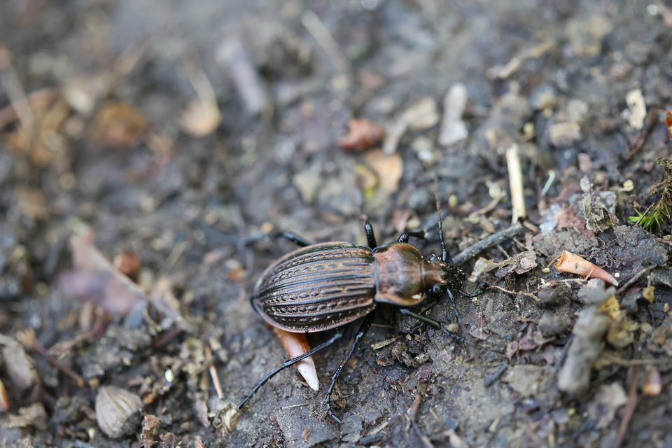 Carabus ulrichii - rezes futrinka