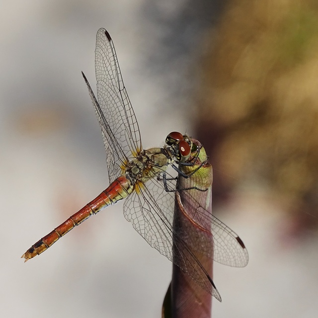 Sympetrum sanguineum - vörös katona-szitakötő