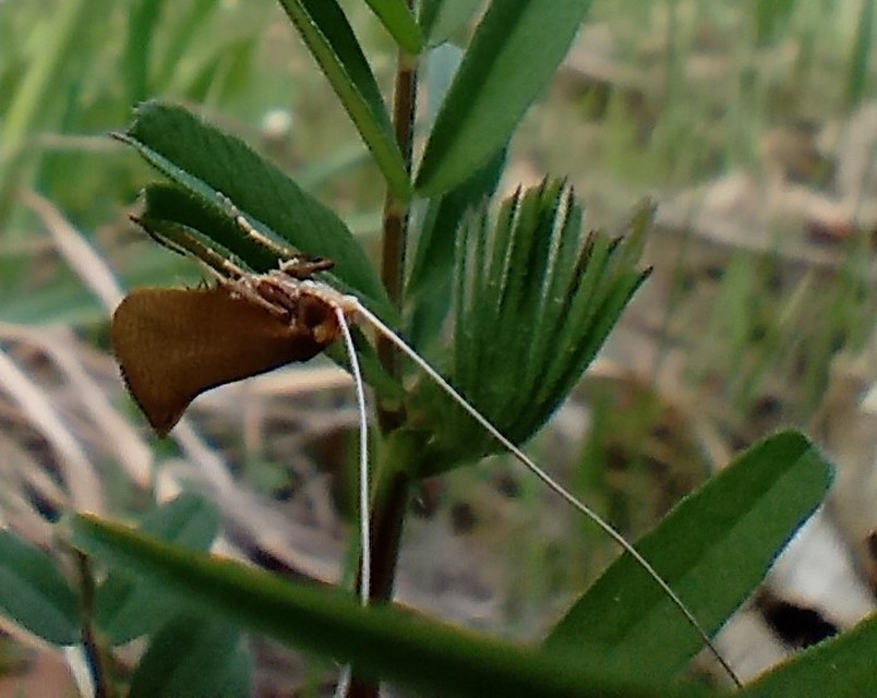 Nematopogon