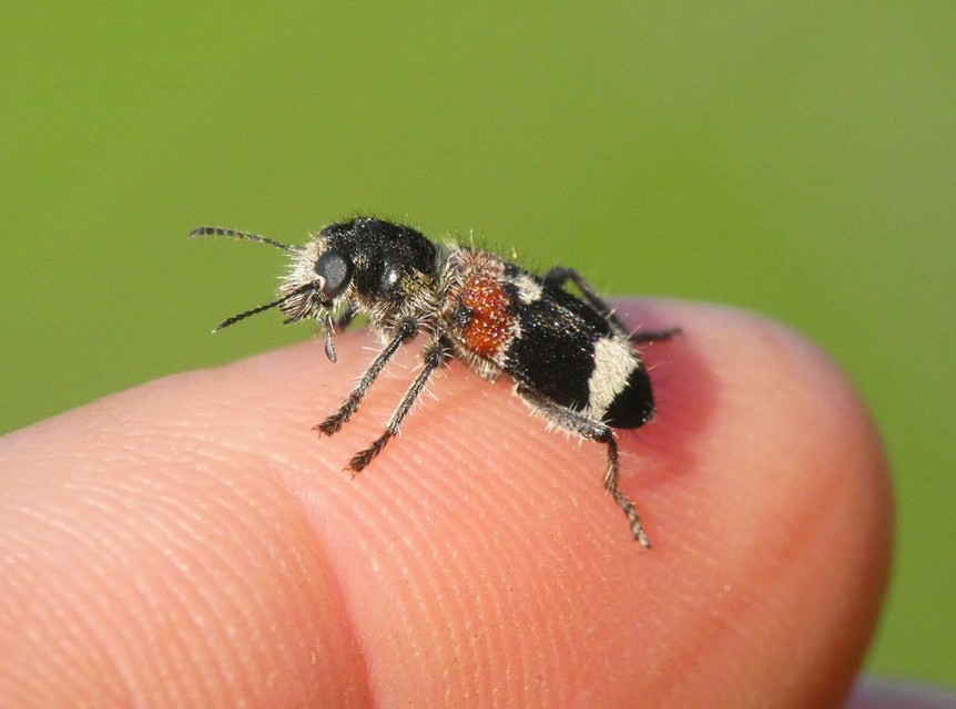 Clerus mutillarius - feketenyakú szúfarkas