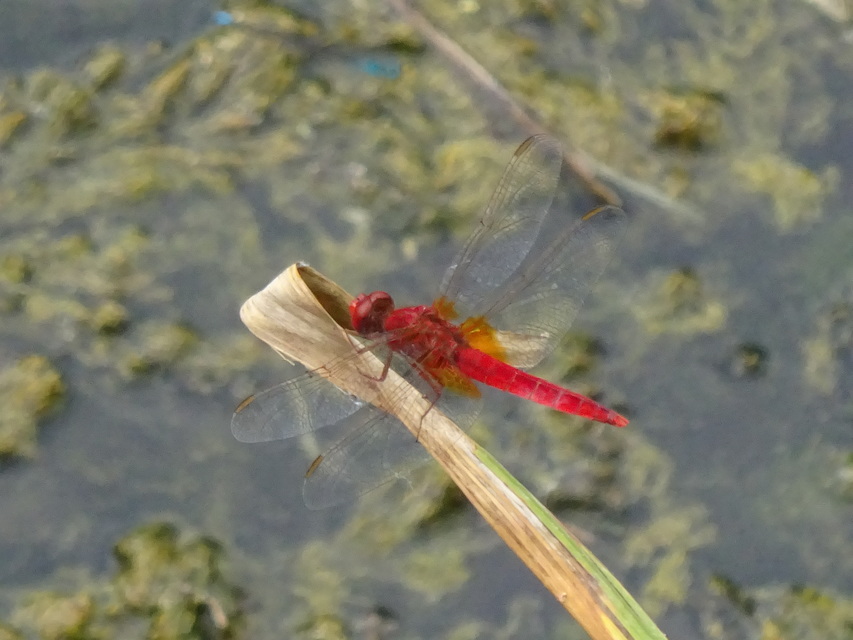 Crocothemis erythraea - skarlát szitakötő