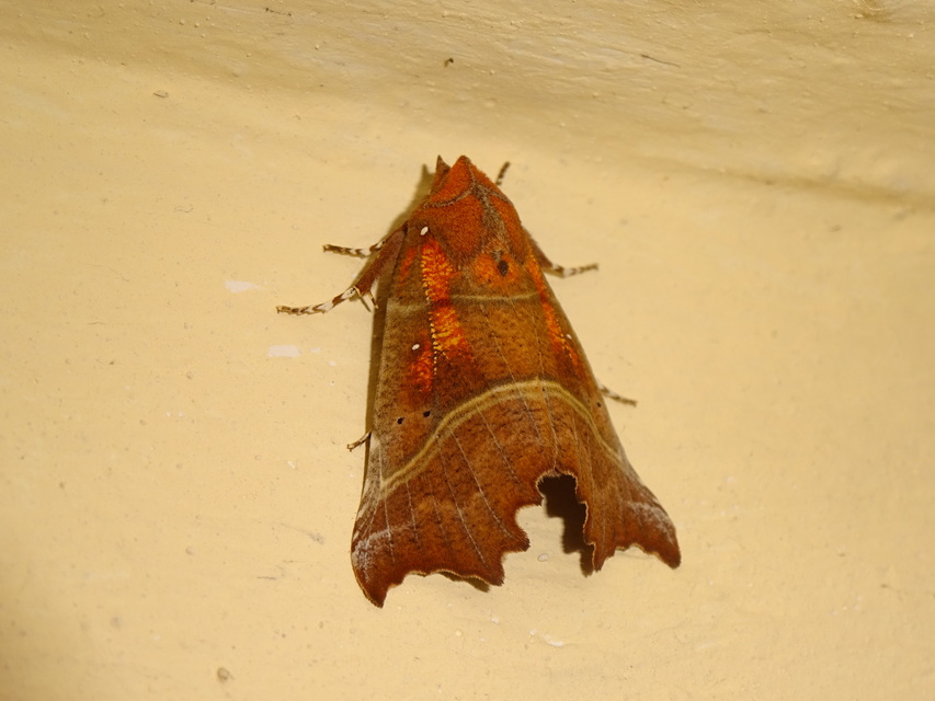 Scoliopteryx libatrix - vörös csipkésbagoly Scoliopteryx libatrix - vörös csipkésbagoly