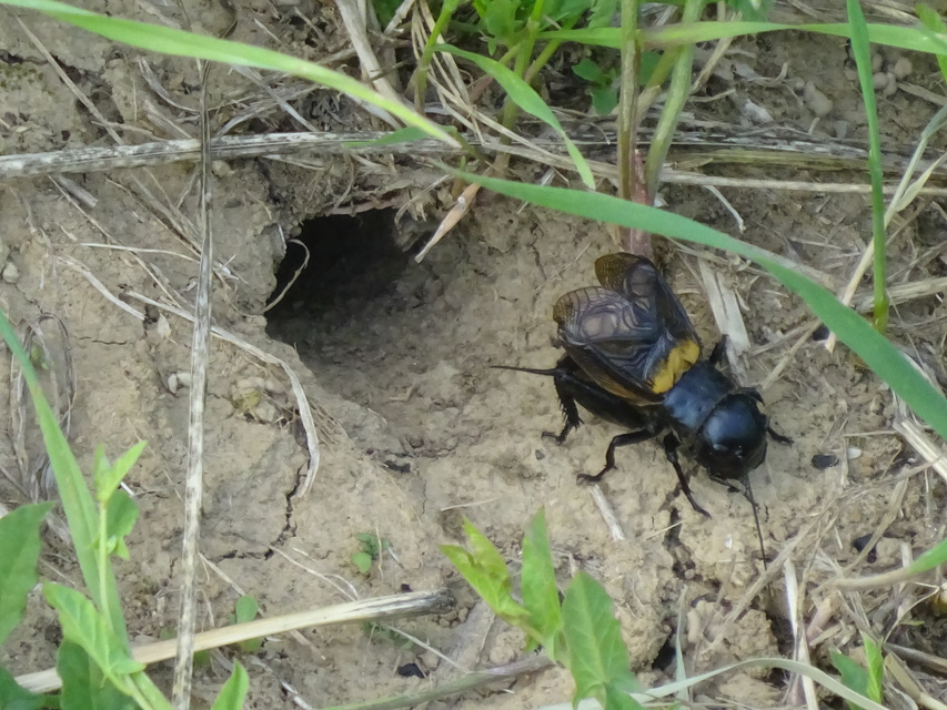 Gryllus campestris - mezei tücsök