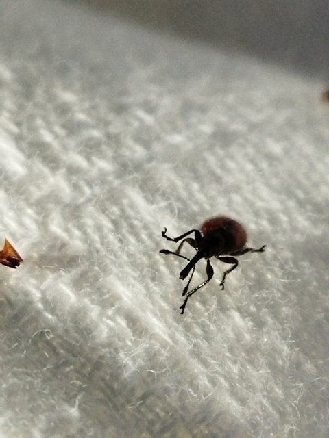 Tatianaerhynchites aequatus - piros kökényeszelény