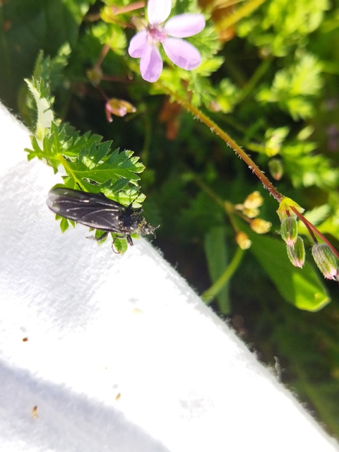 Bibionidae - bársonylegyek