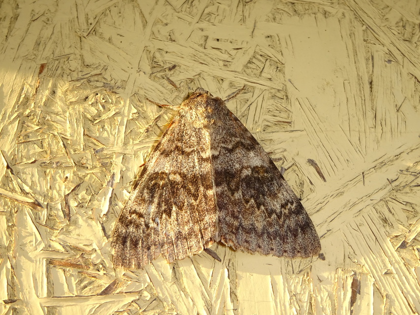 Catocala elocata - közönséges övesbagoly