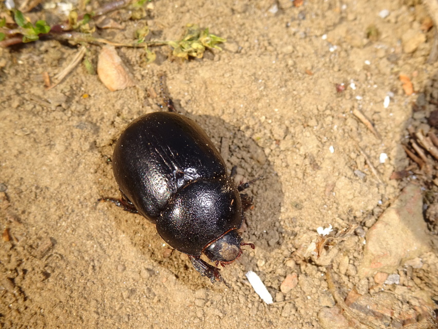 Pentodon idiota - butabogár
