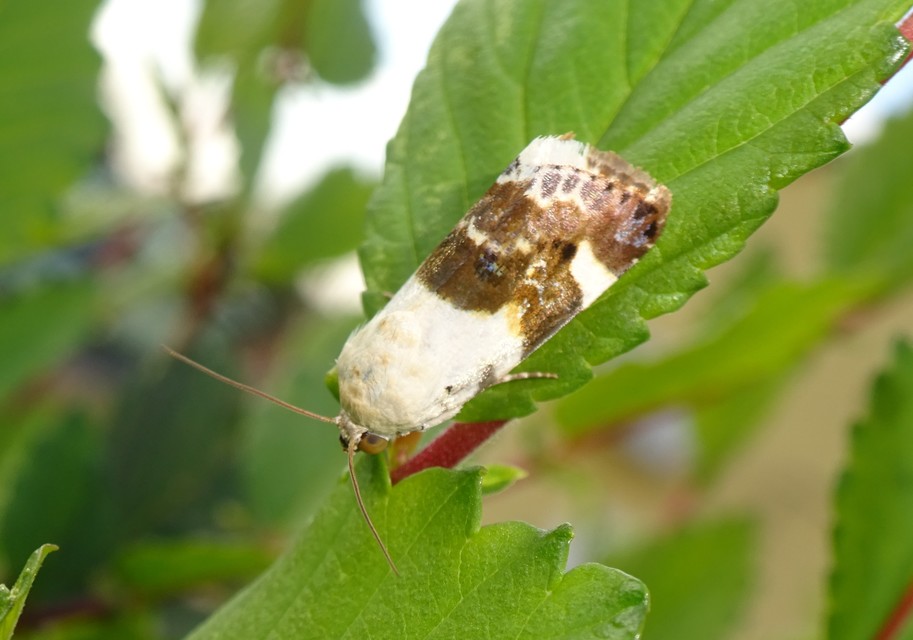 Acontia lucida - fehér nappalibagoly