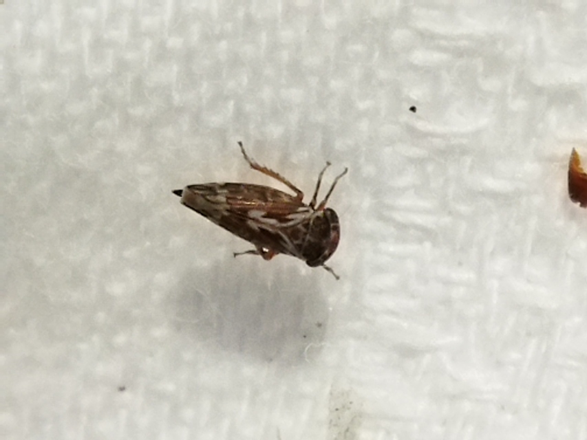 Balcanocerus pruni