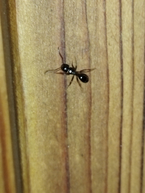 Camponotus fallax - ligeti lóhangya