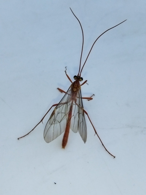 Ophion obscuratus