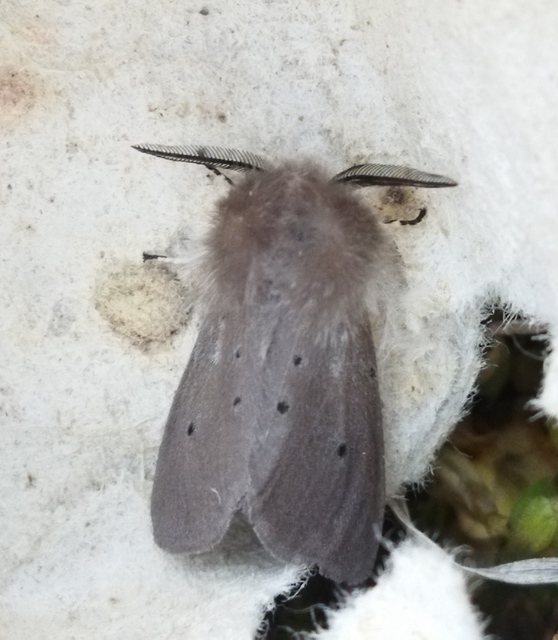 Diaphora mendica - felemás medvelepke