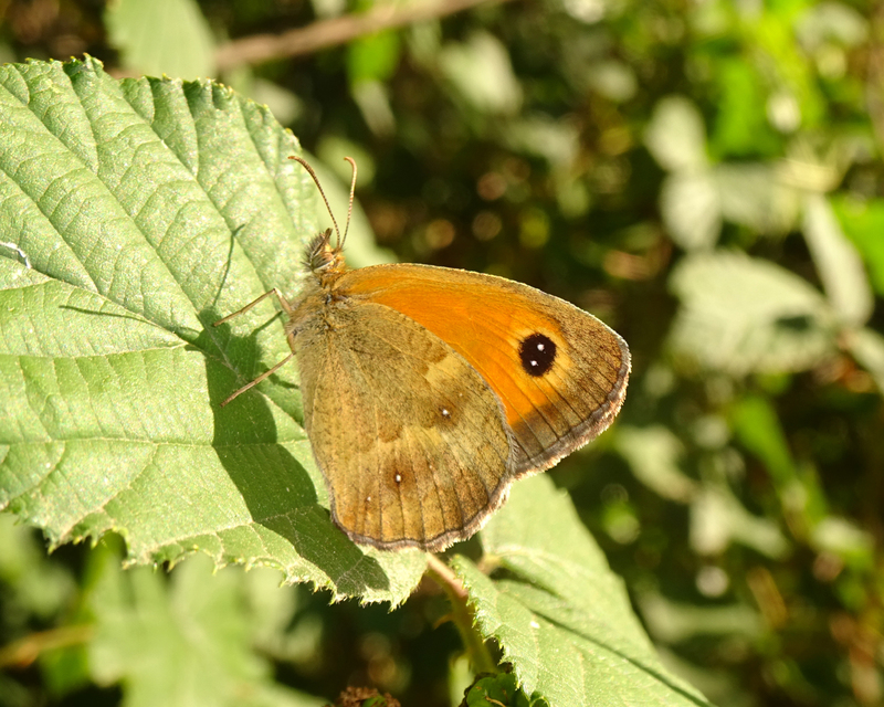 Pyronia tithonus - kis ökörszemlepke