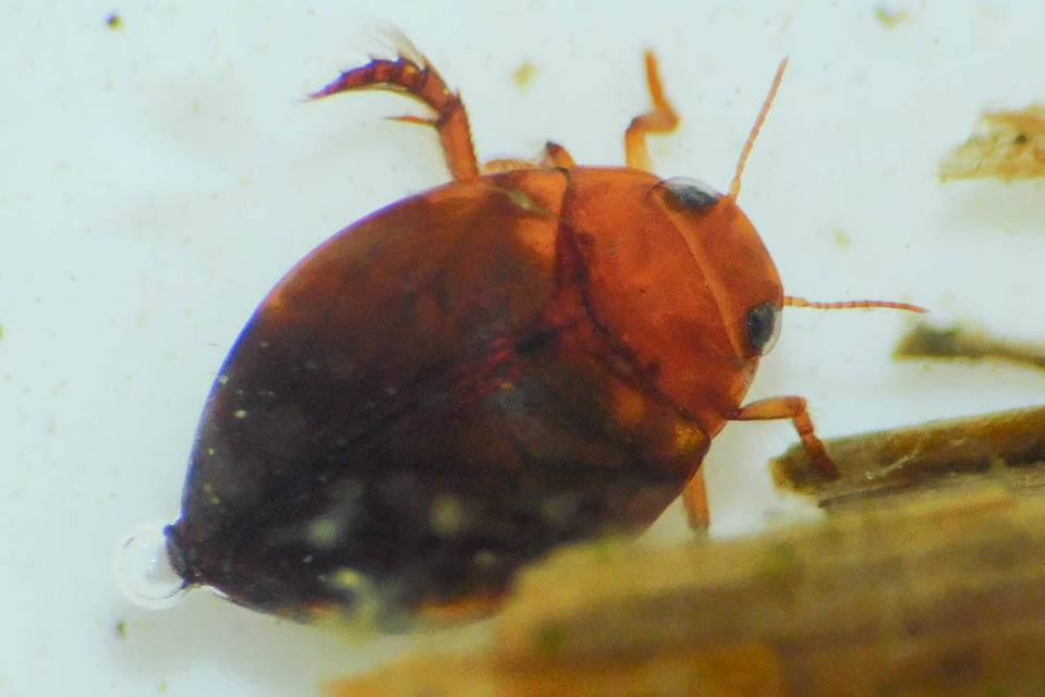 Hyphydrus ovatus - gyakori gömbcsíkbogár