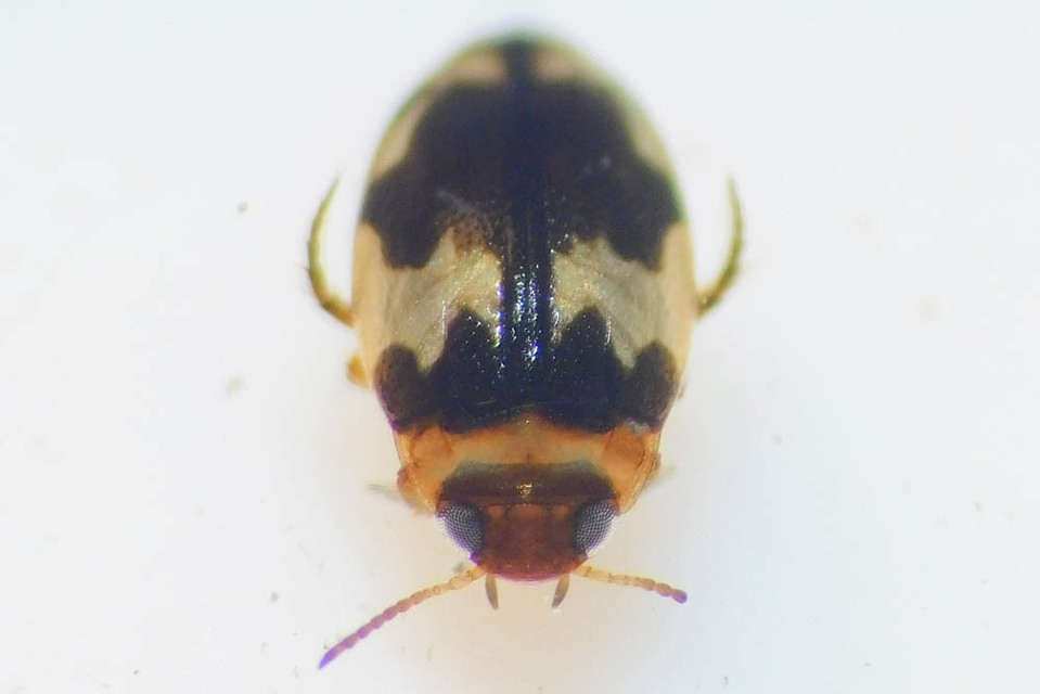 Bidessus nasutus - tarka törpecsíkbogár