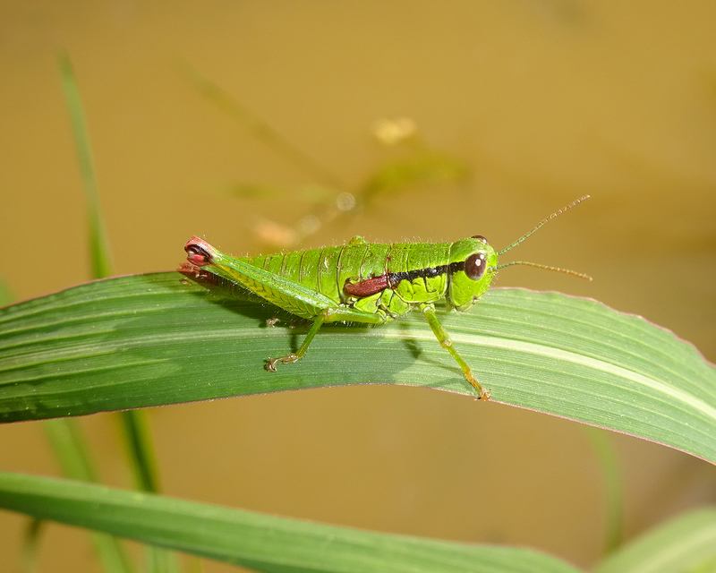 Odontopodisma decipiens - déli hegyisáska